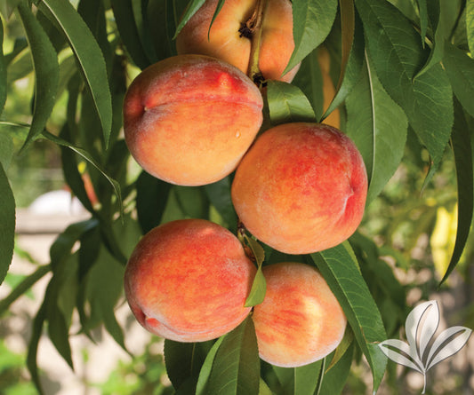 Loring Peaches