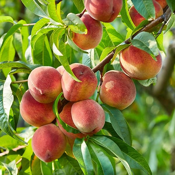 Suncrest Peaches