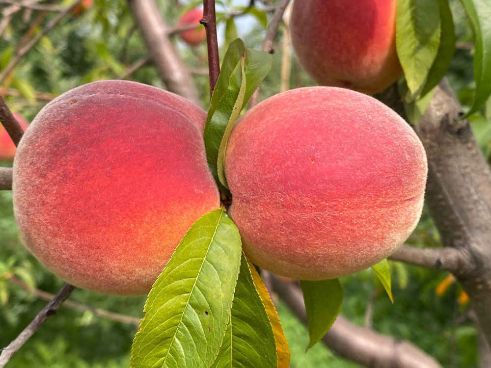 Coral Star Peaches